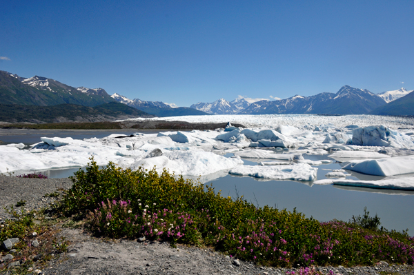 fireweed and Knik Glacier